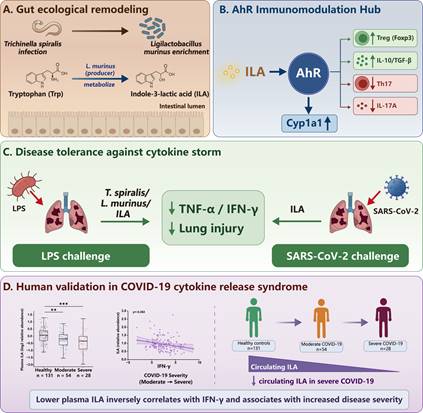 Graphical abstract: Trichinella spiralis–L. murinus–ILA–AhR signaling enhances disease tolerance in inflammatory and viral infection mouse models; human association data shown.